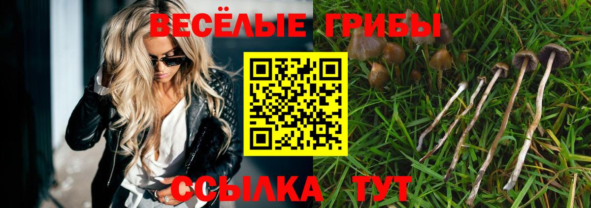Псилоцибиновые грибы Psilocybe Ульяновск